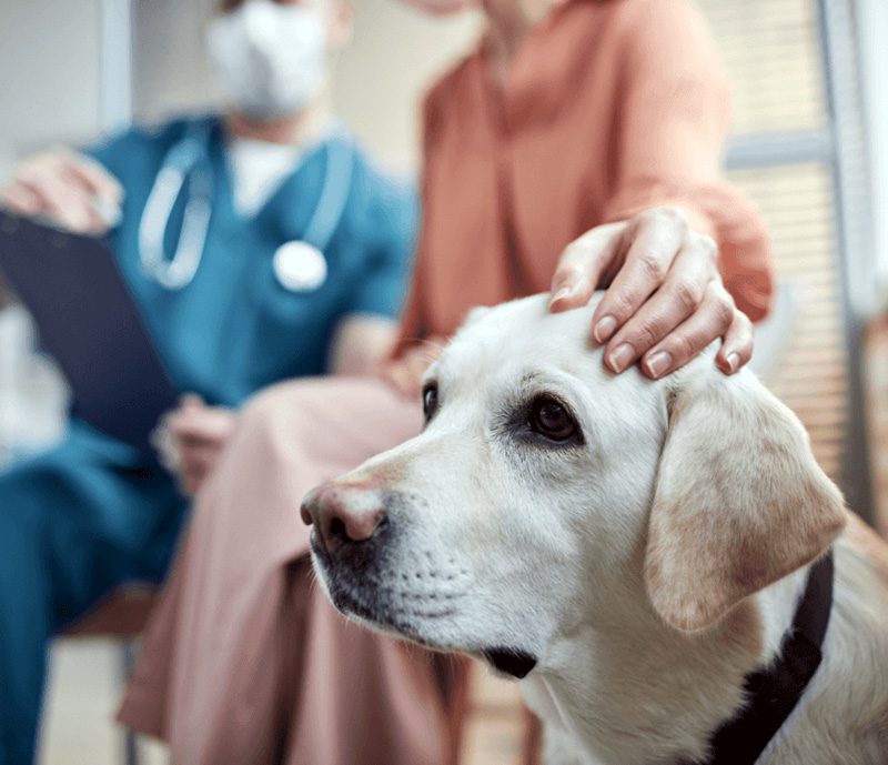 intro pic of senior yellow lab at vet